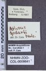 Etiketten zu Pleurathous godarti (NHMW-ZOO-COL-0008641)
